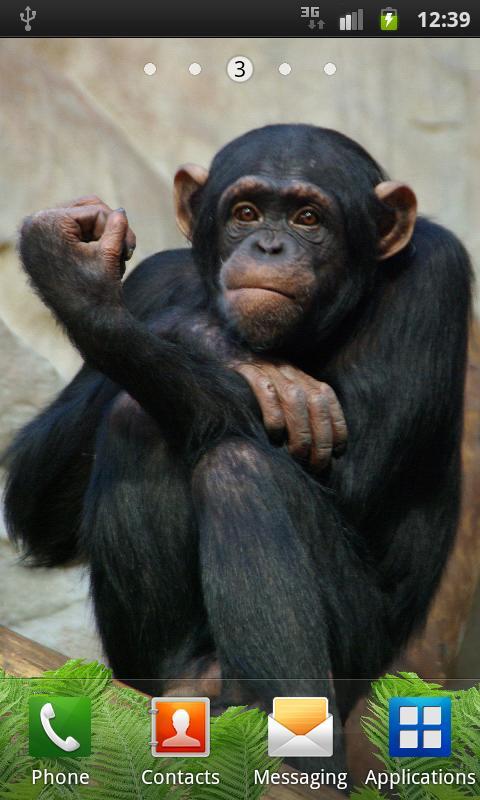 Funny Monkey Live Wallpaper