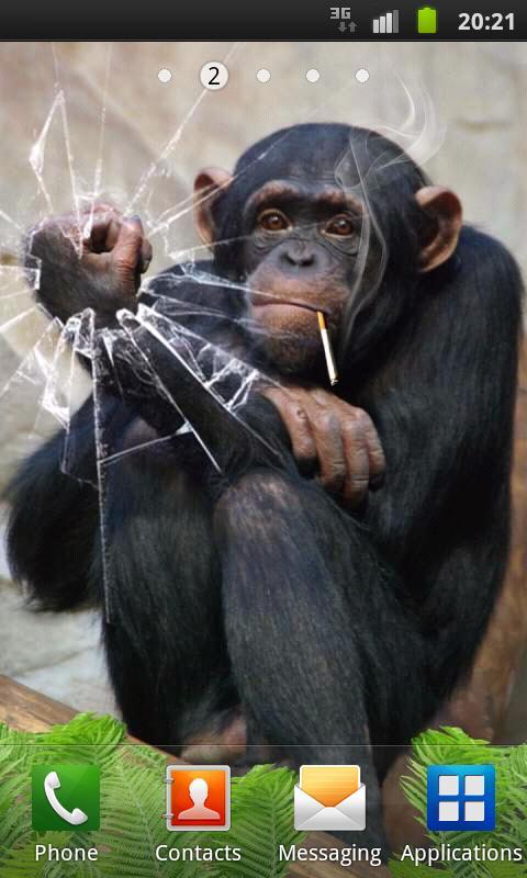 Funny Monkey Live Wallpaper