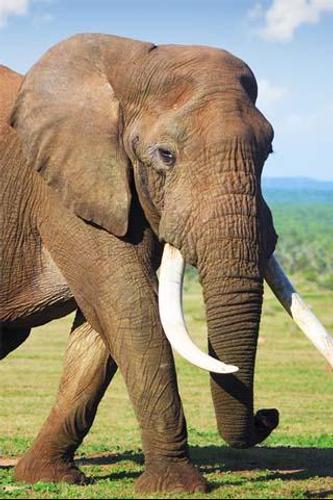 How To Draw Elephant