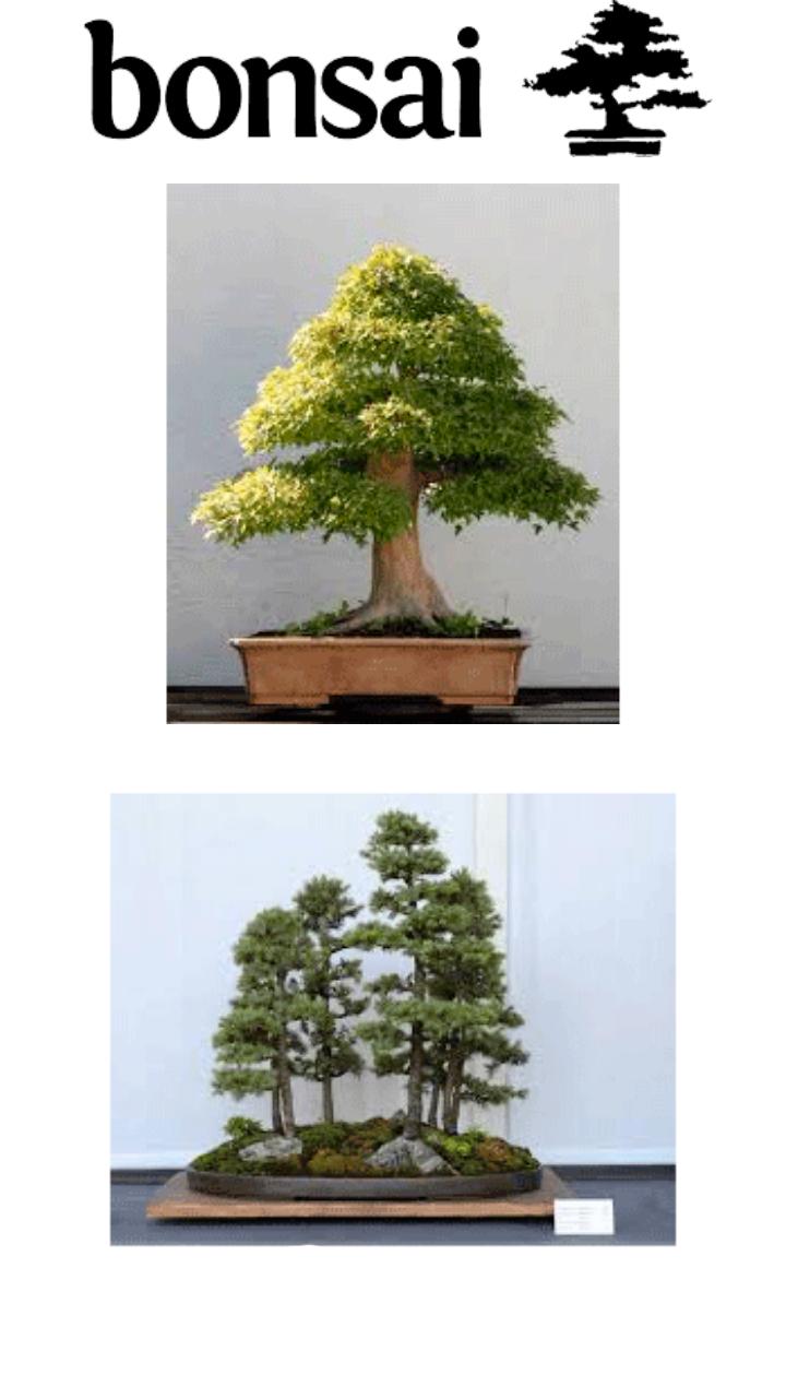 BONSAI Cuidados basicos