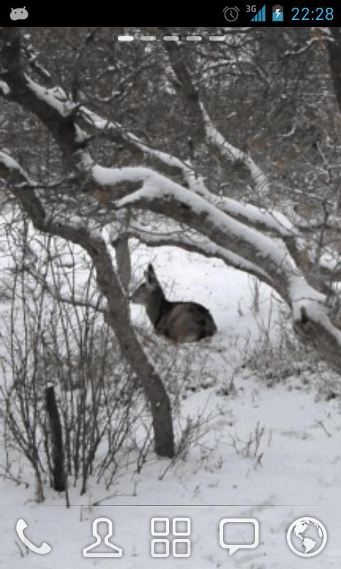 Winter Deer Live Wallpaper