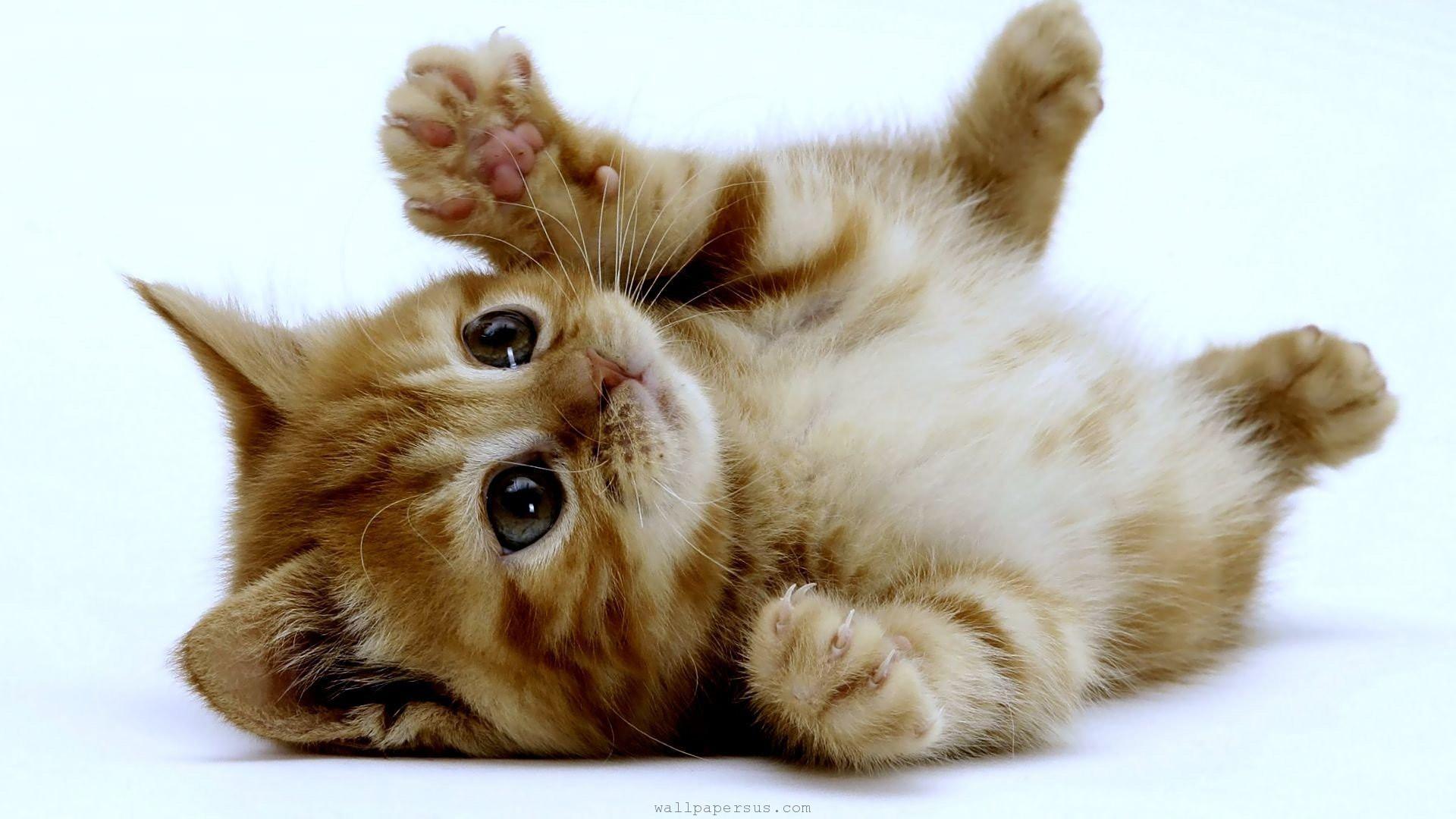 Cute Kitten Wallpapers HD