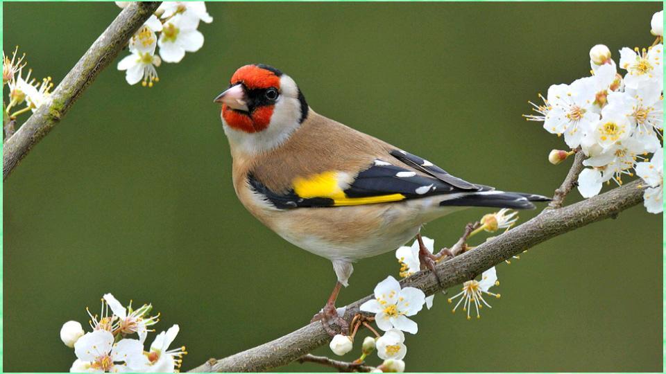 Beautiful Bird Wallpapers