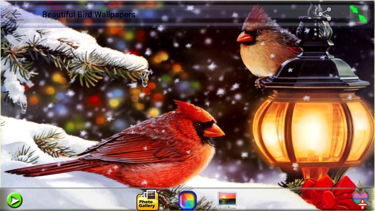 Beautiful Bird Wallpapers