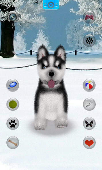 Talking Siberian Husky