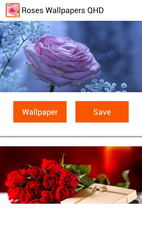 Roses Wallpapers QHD