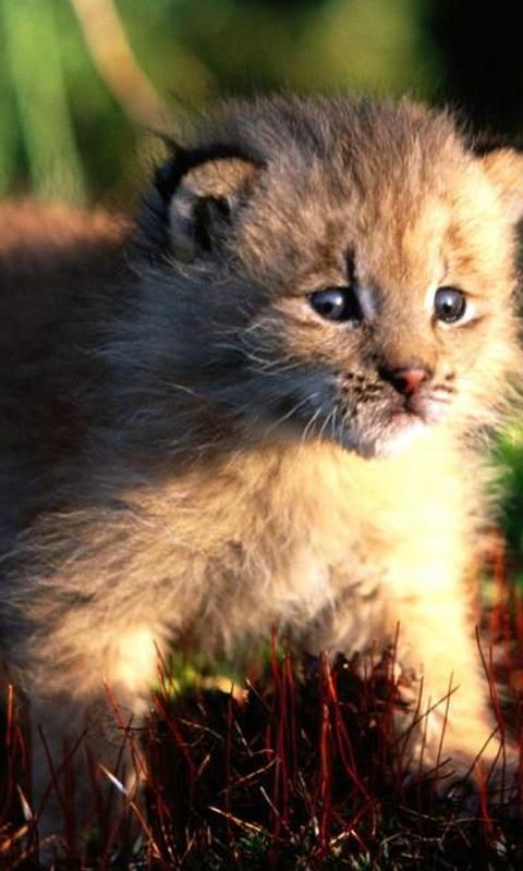 Lynx wallpapers