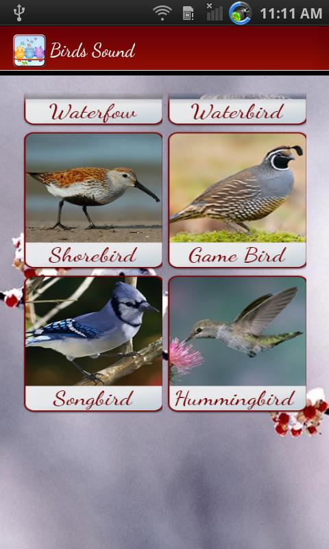 Best Birds Calls & Ringtones-Birds Sounds & Alarm