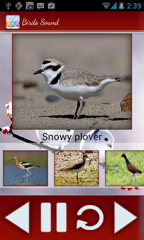 Best Birds Calls & Ringtones-Birds Sounds & Alarm