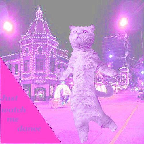 Cat Dancing