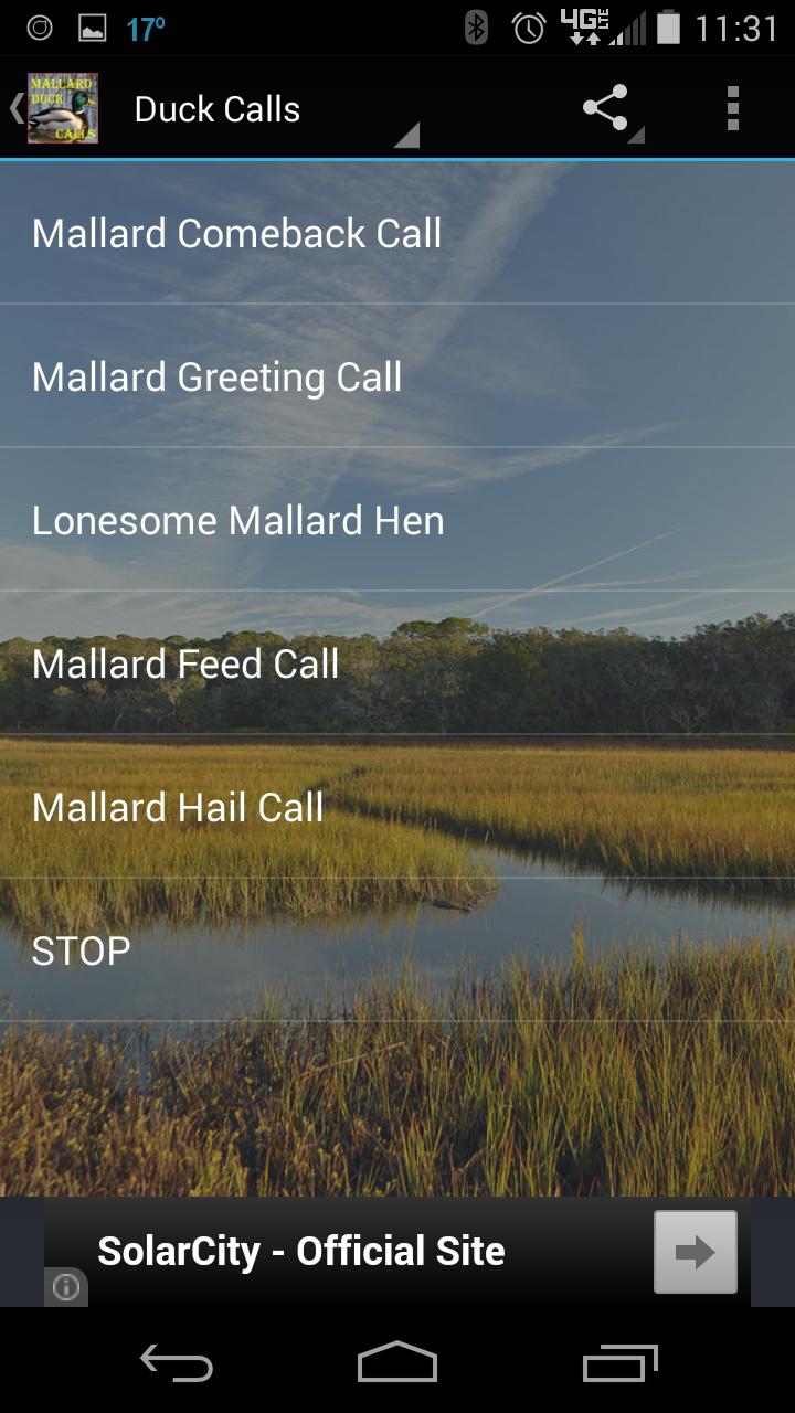 Mallard Duck Calls