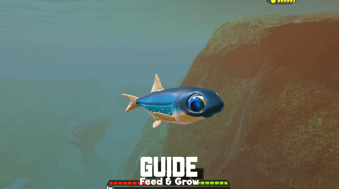 FEED HUNTER: GROW FISH BATTLE