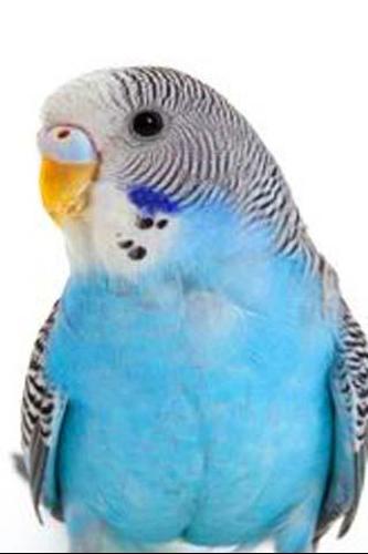 How To Draw Cute Cartoon Bird