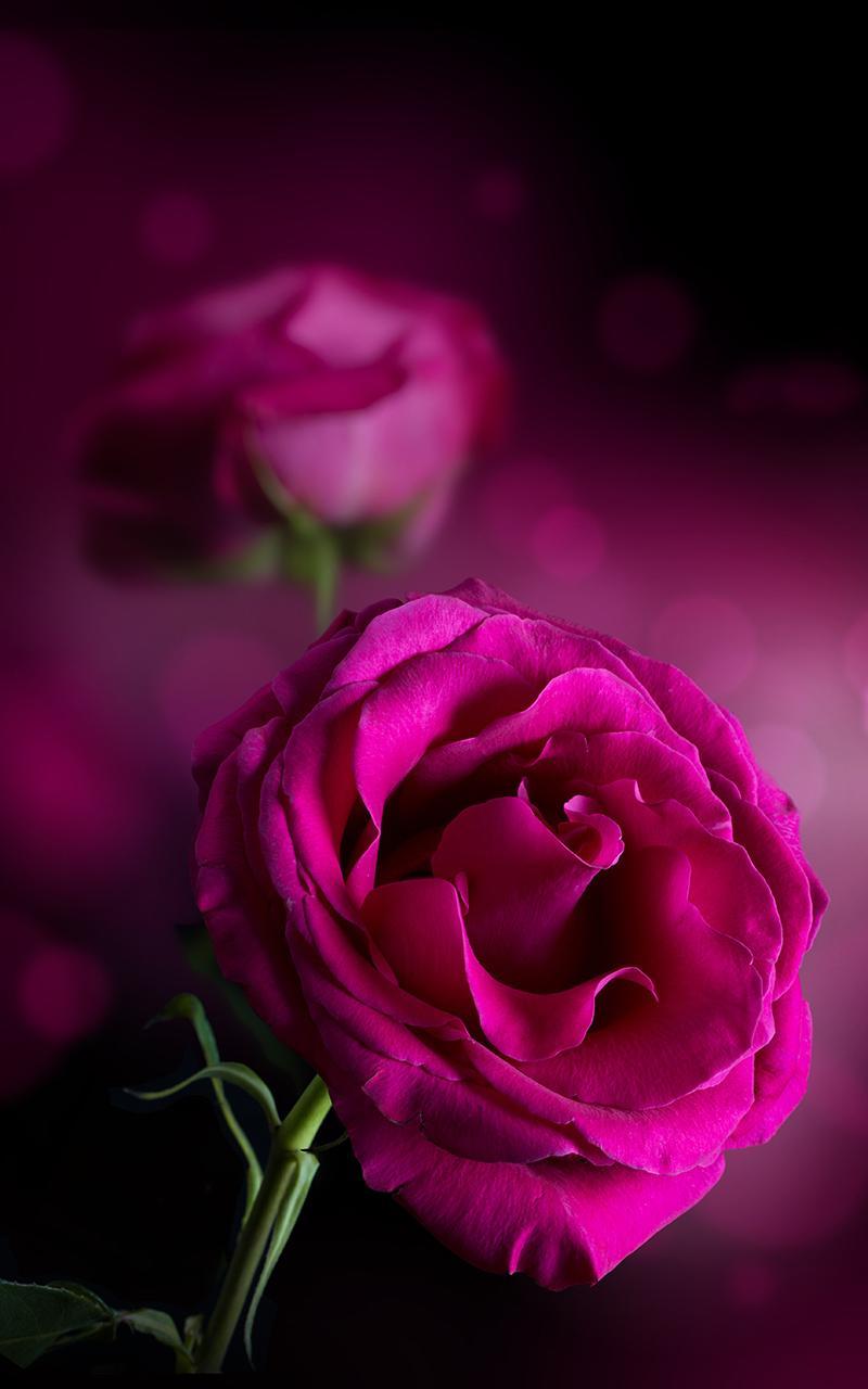 Pink Rose Live Wallpaper