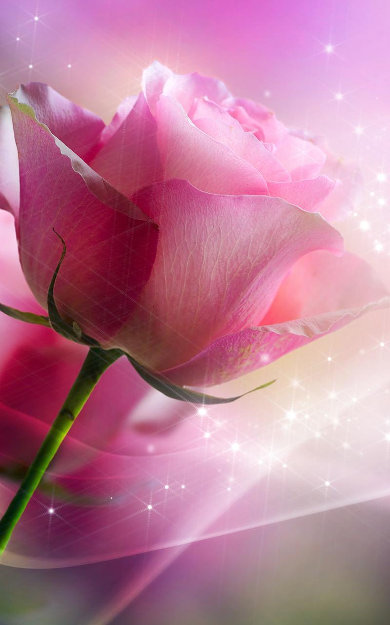 Pink Rose Live Wallpaper