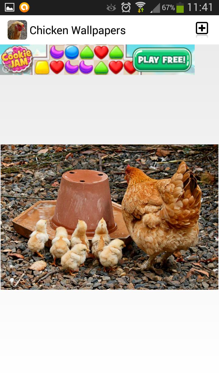 Chicken Wallpaper