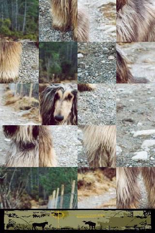 Dog Puzzle: Afghan Hound