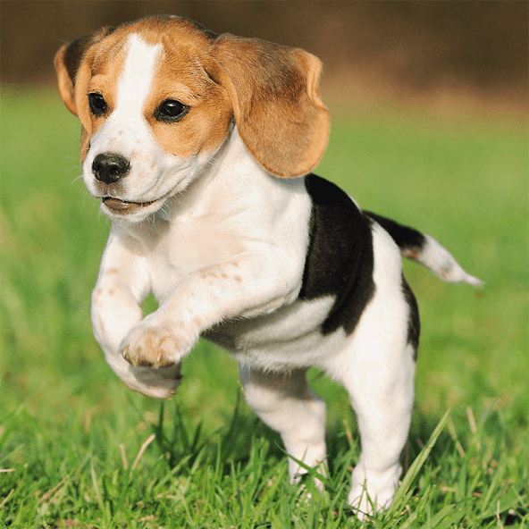 Cute Puppy Jigsaw Puzzles