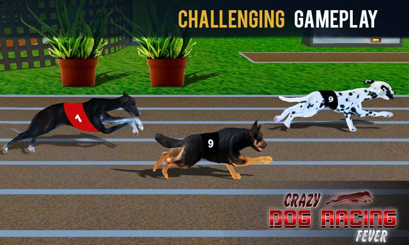 Wild Dog Racing tournament 3D