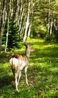 Deer wallpapers