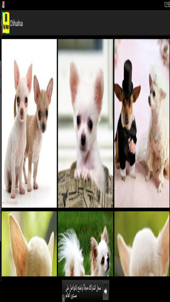 Dogs Wallpapers Galaxy s6