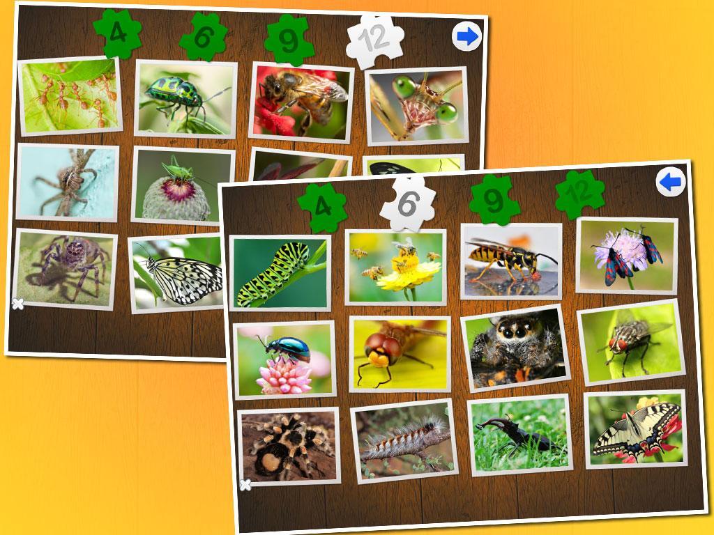 Insects Puzzle