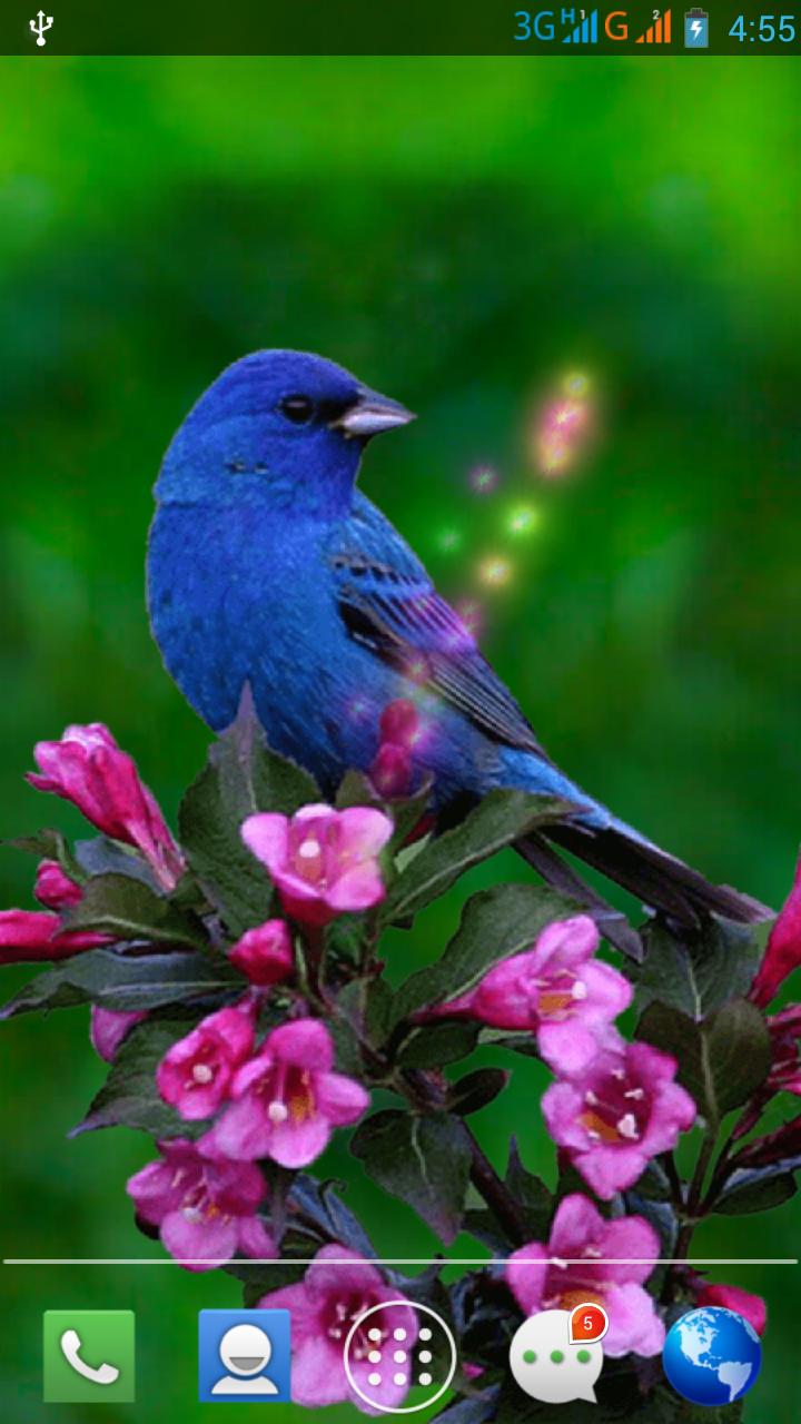 Moving Bird Live Wallpaper