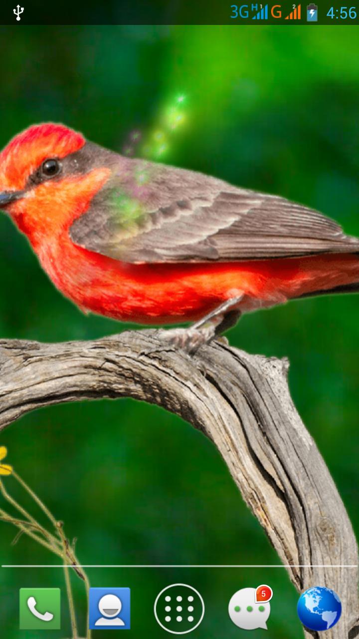 Moving Bird Live Wallpaper
