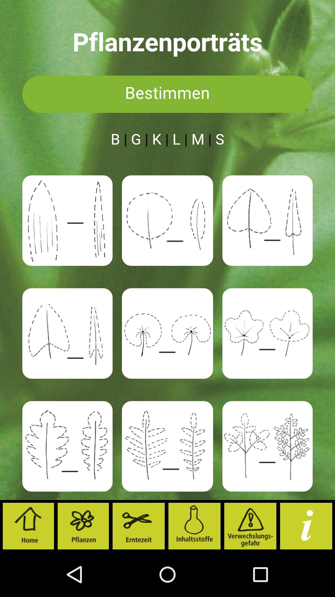 Essbare Wildpflanzen Lite