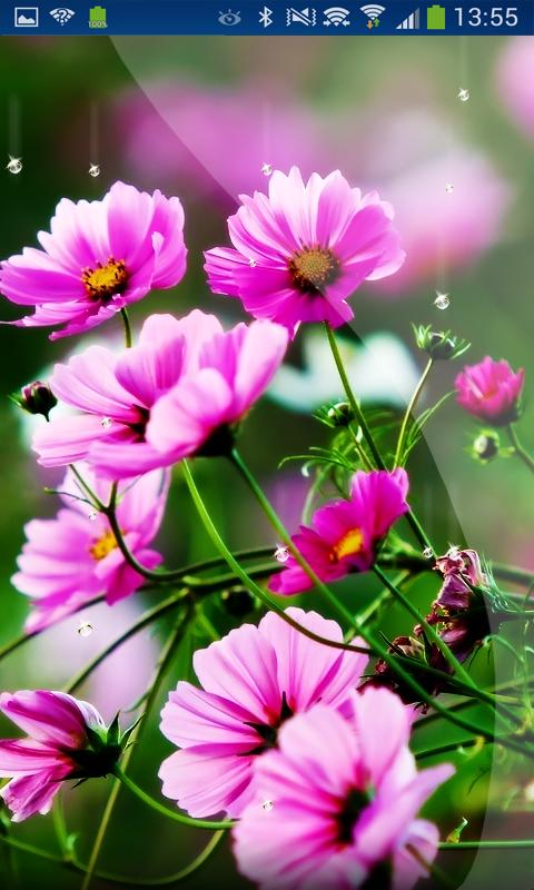 Spring Flowers 3d Live WP