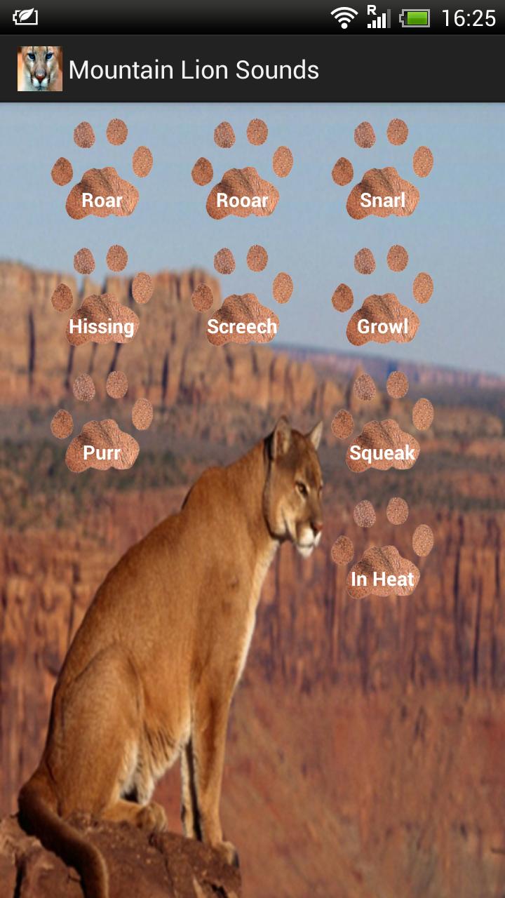 Mountain Lion Sounds