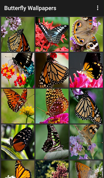 Butterfly Wallpapers