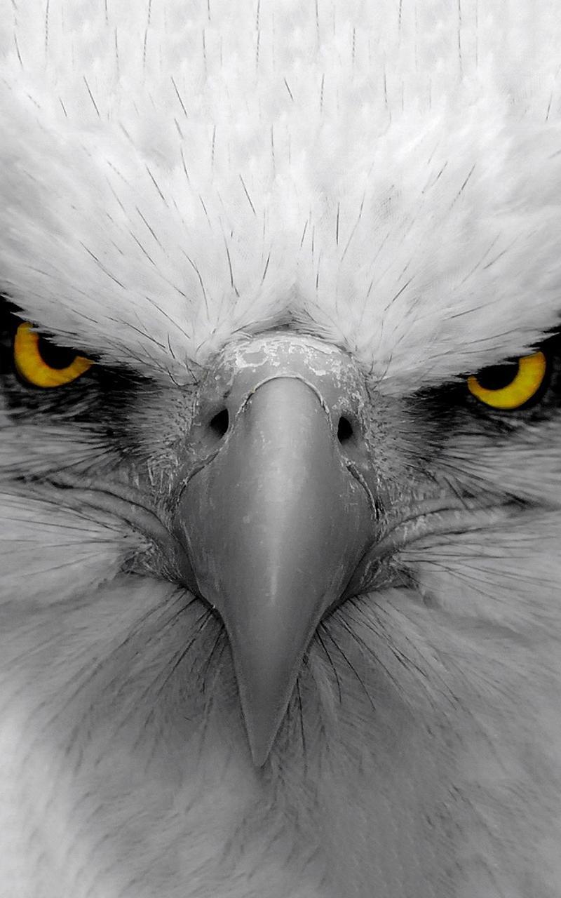 Eagle Live Wallpaper