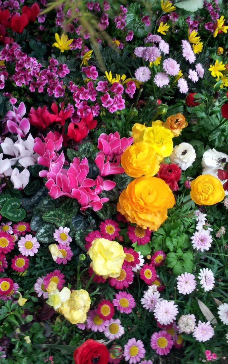 Garden Flowers Live Wallpaper