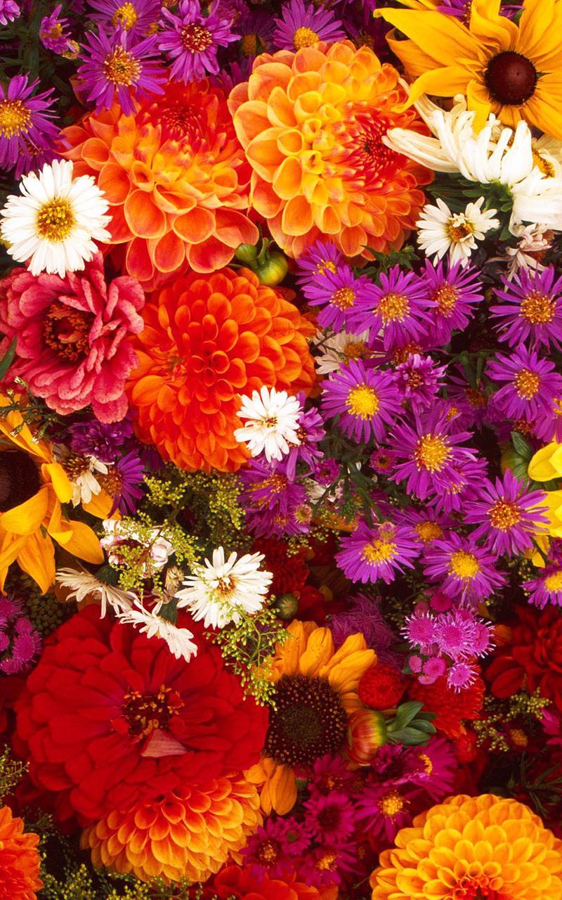 Garden Flowers Live Wallpaper