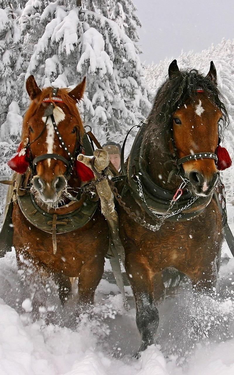 Horse HD Live Wallpaper