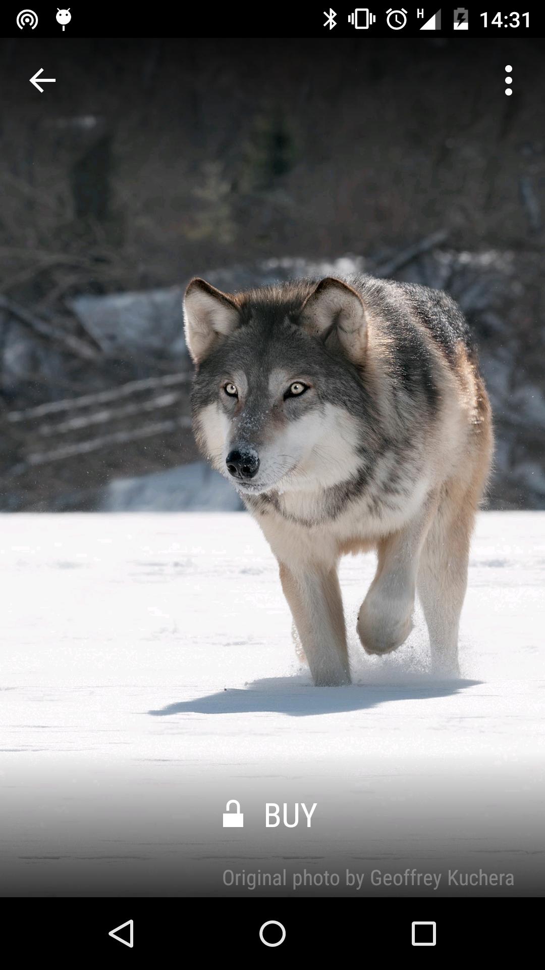 Animals 3D Wallpapers