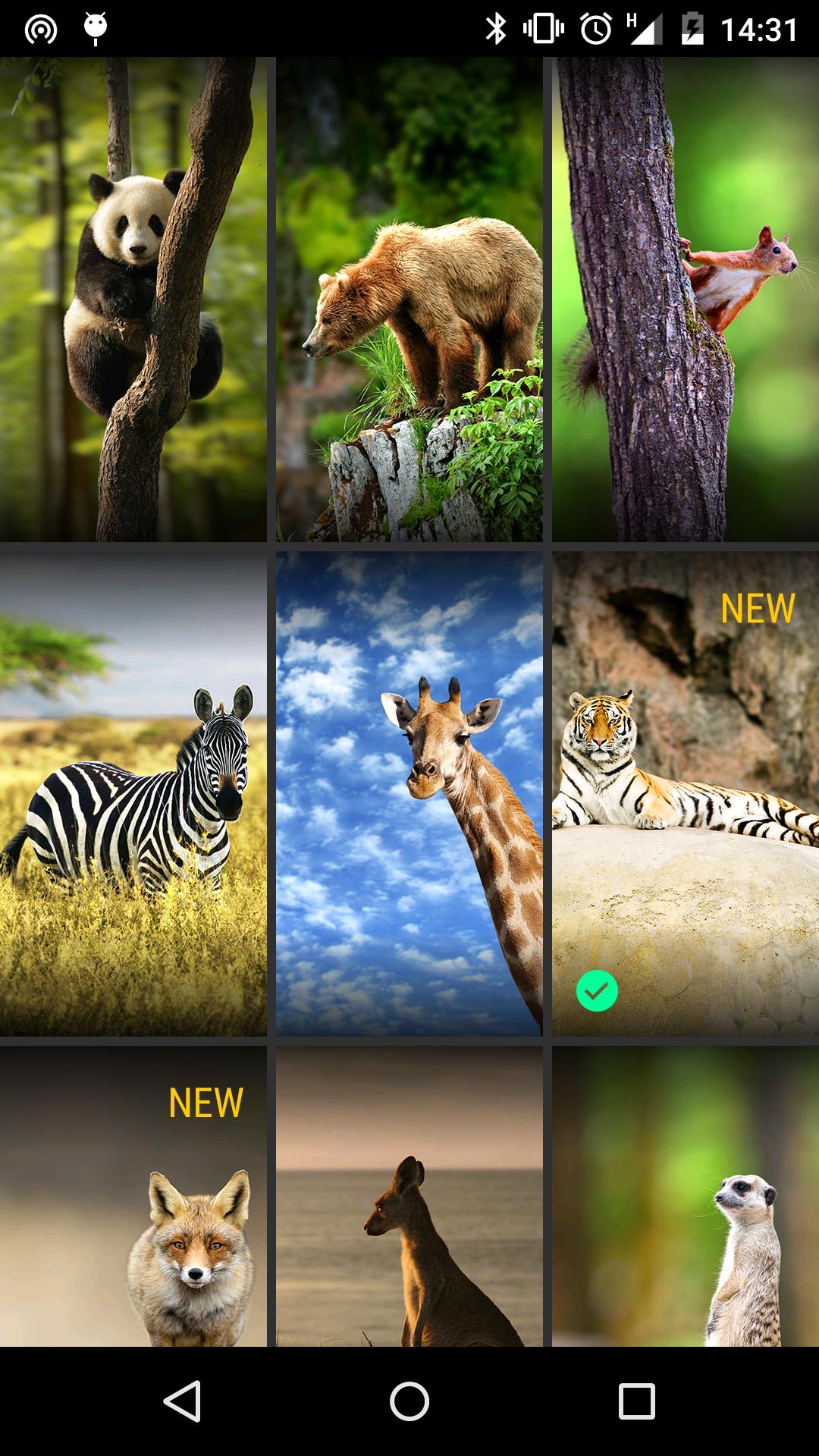 Animals 3D Wallpapers