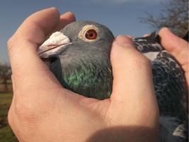 Racing Pigeon