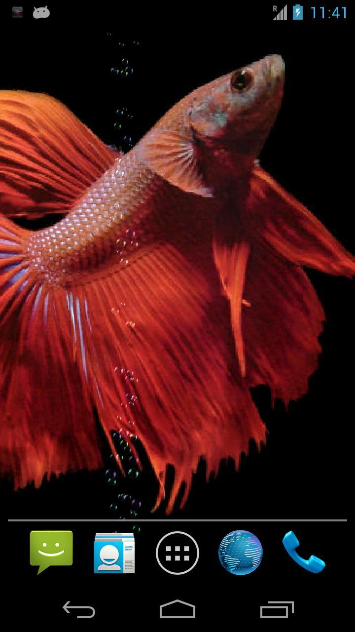 Betta Fish Live Wallpaper Free