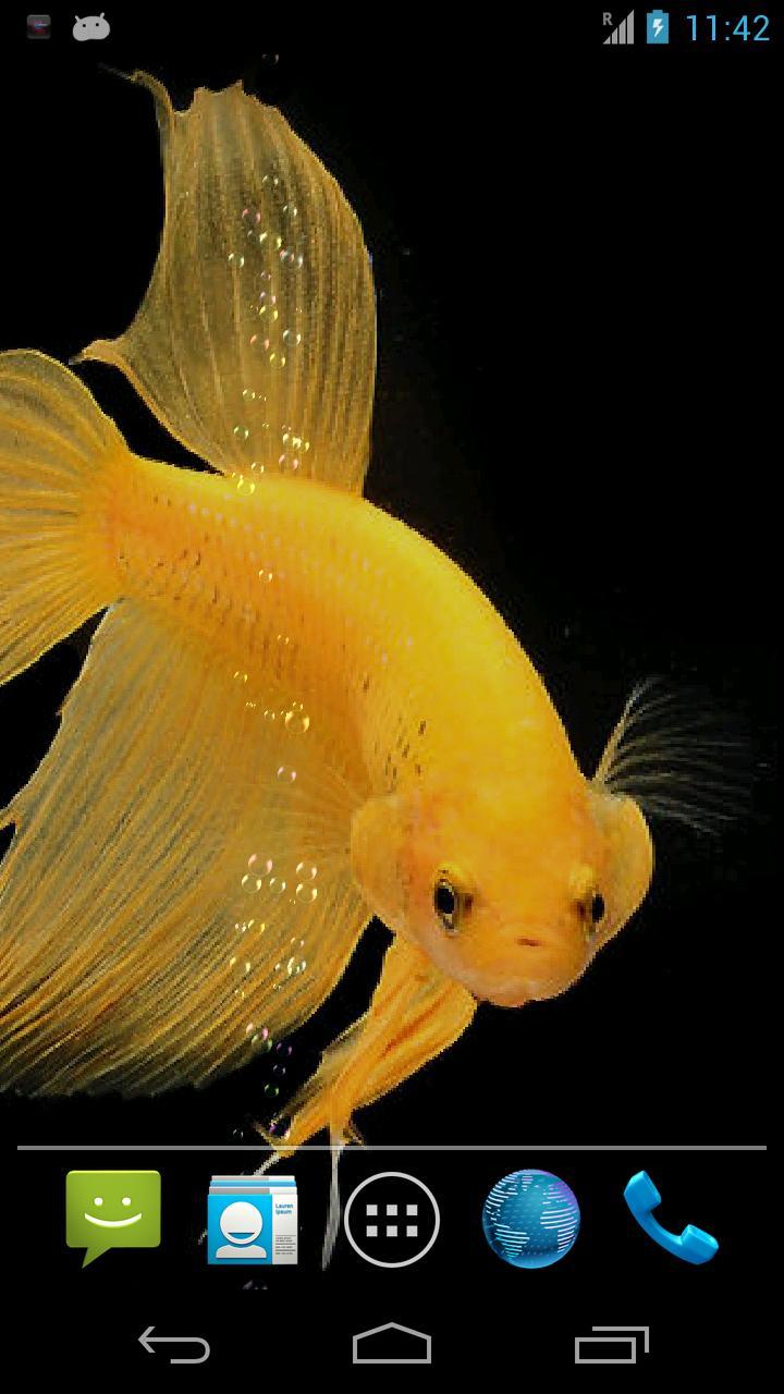 Betta Fish Live Wallpaper Free