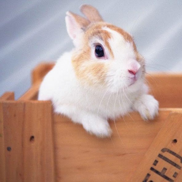 Rabbits Jigsaw Puzzles