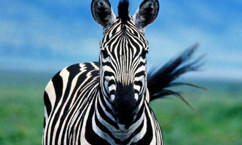 Zebra Wallpapers