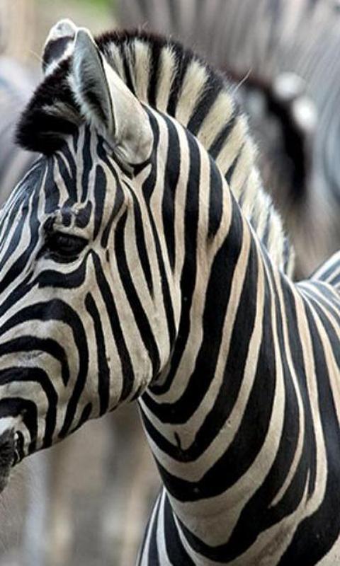 Zebra Wallpapers