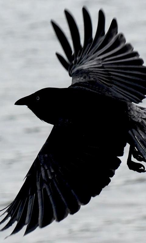 Raven Live Wallpaper