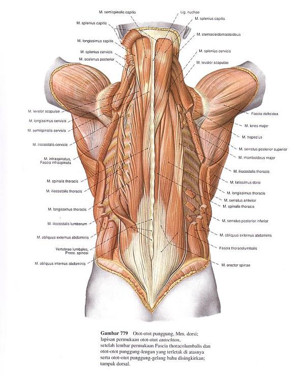 Anatomi Fisiologi Manusia