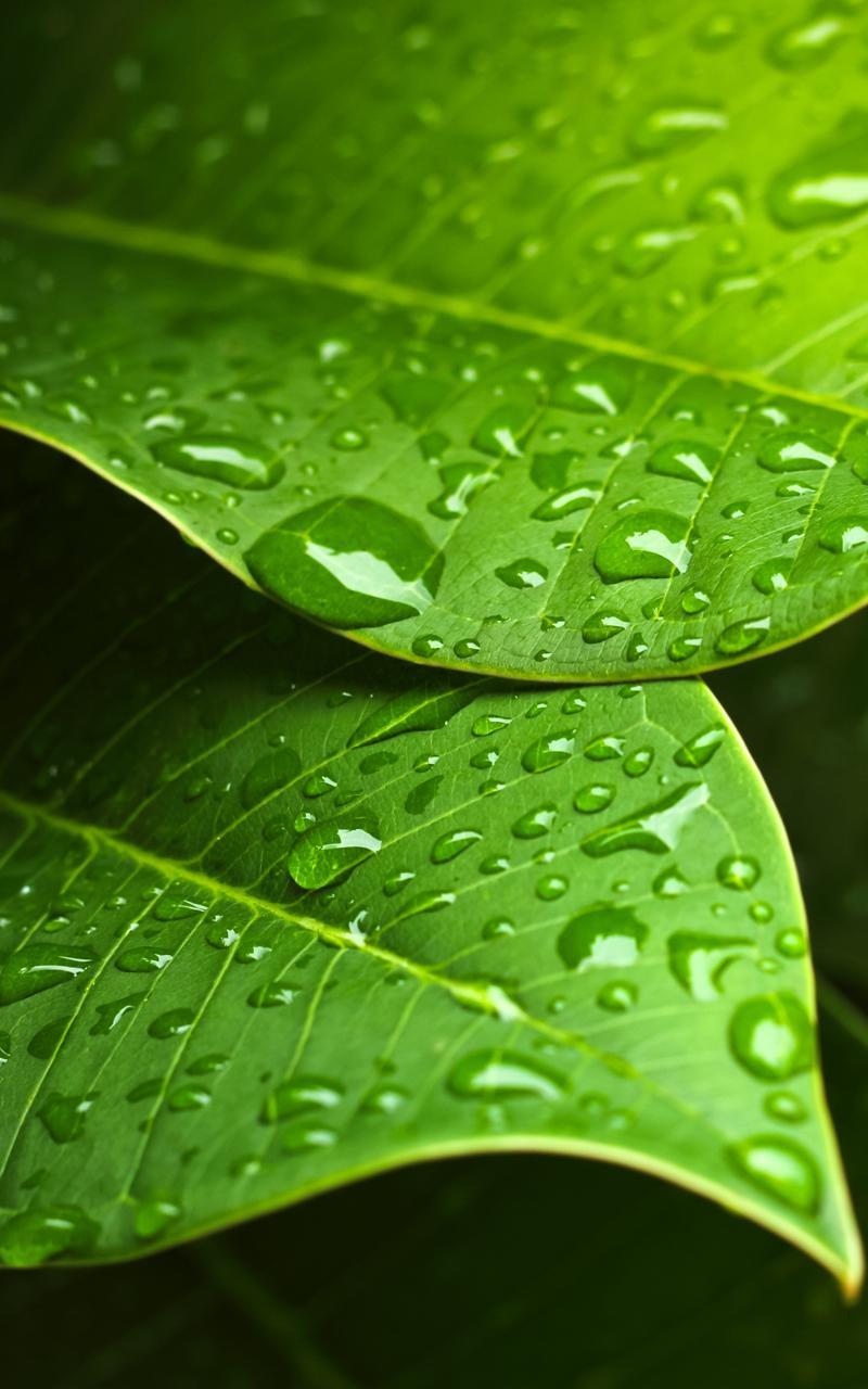 Green Leaves Live Wallpaper