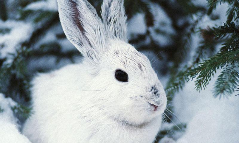 Hare wallpapers