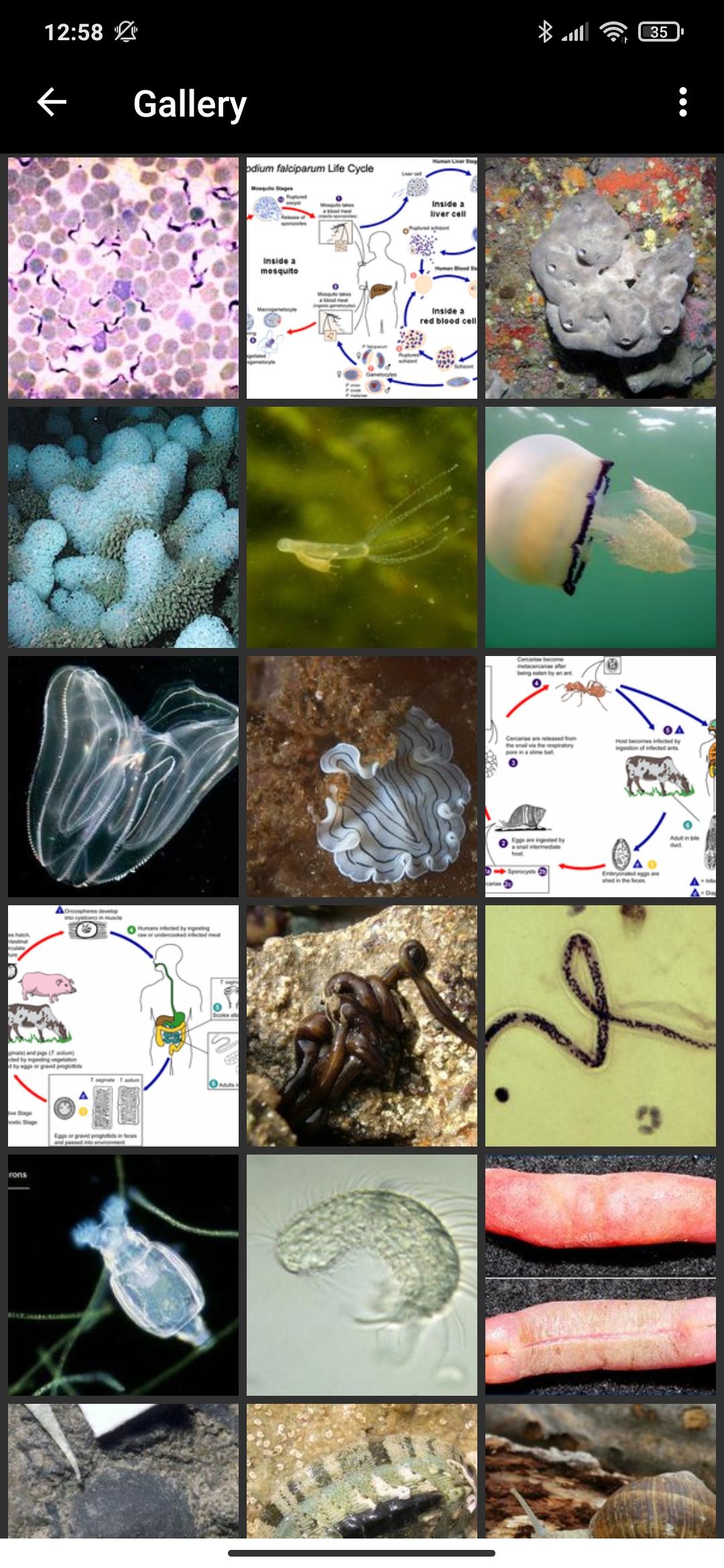 Zoology invertebrates part I