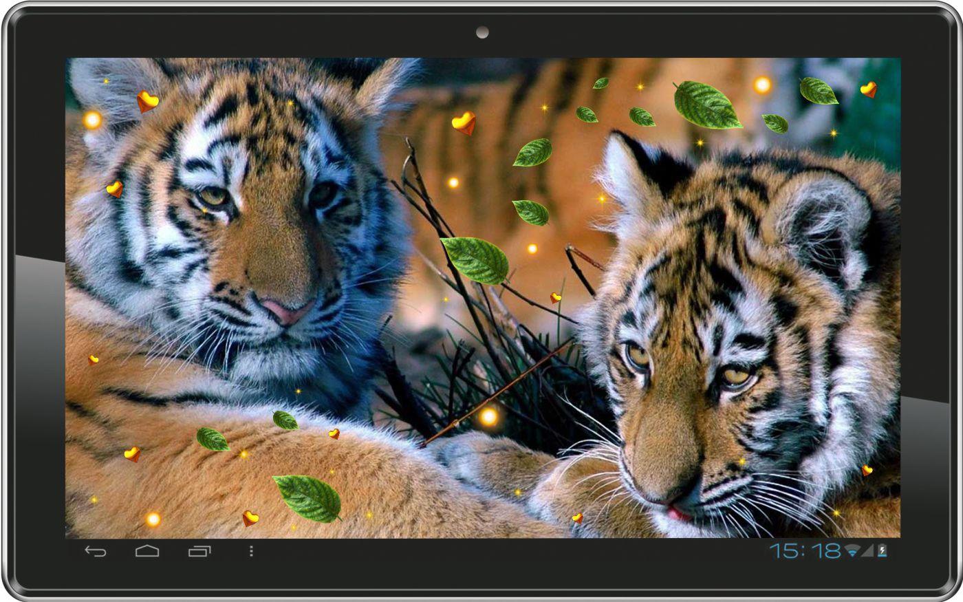 Tiger Love live wallpaper